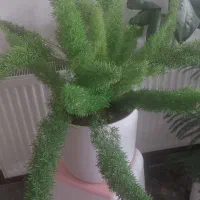 دم روباهی بزرک با گلدان سرامیکی