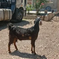 کهره ماده چاق چاق