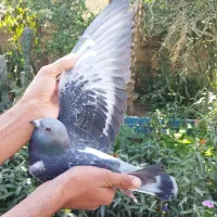 بتنبرگ نر خون خالص هزار نشسته|پرنده|برازجان, |دیوار