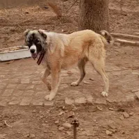 توله سرابی|سگ|الوند, |دیوار