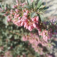 باغ-تبرعه-دار-1000متری-روران