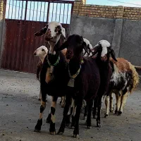 بره ماده عتیقه