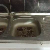 سینگ دوقلو با شیر سالم معاوضه با سینگ توکار وشیر