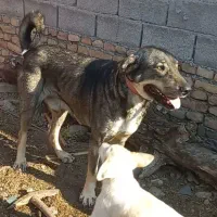 واگذاری سگ پژدار