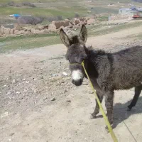۱۰۰۰۰|حیوانات مزرعه|سقز, |دیوار