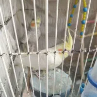 عروس هلندی سرحال وجوان