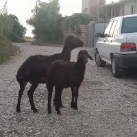 گوسفند لخت شیشک بابره بزرگ