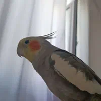 عروس هلندی گم شده|حیوانات|آستارا, |دیوار