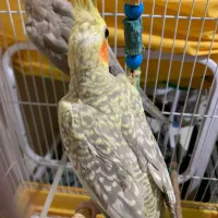 دوعدد طوطی عروس سه ماهه|پرنده|رشت, کوی امام رضا|دیوار