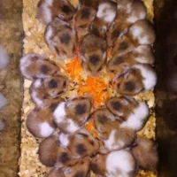 همستر های عروسکی جوجه و بالغ کلی و جزئی