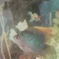 آکواریوم با ماهی پرت ویه دونه فلاور|ماهی|اشتهارد, |دیوار