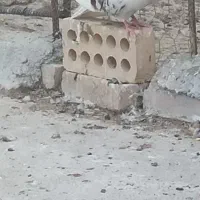 دوکت پلنگ نر