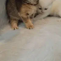 توله گربه های بریتیش و اسکاتیش بریتیش|گربه|اهواز, کوروش|دیوار