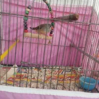 طوطی عروس هلندی|پرنده|تاکستان, |دیوار