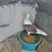 کبوتر پلاکی گرددار|حیوانات|خرم‌آباد, |دیوار