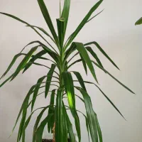 گل طبیعی|گل و گیاه طبیعی|اراک, |دیوار