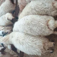 میش.گوسفند پروار
