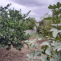 قطعه-زمین-مناسب-ساخت