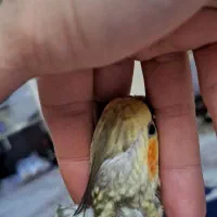 فروش عروس هلندی|پرنده|فردوسیه, |دیوار