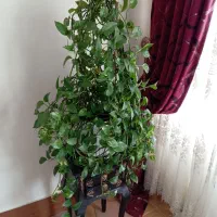 پتوس گلدان بزرگ