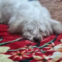 واگذاری سگ شیتزو