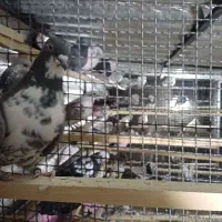 کبوتر پرشی عالی|پرنده|تهران, طیب|دیوار