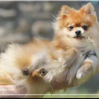 درخواست سگ پامر روباهی