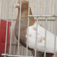 کفتر سینه زرد