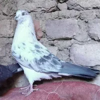 چهار عدد کبوتر ناب و پرشی