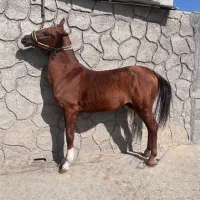 فروش نریان کرد|اسب و تجهیزات اسبسواری|نجفآباد, جوزدان|دیوار