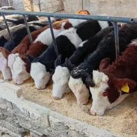 گوساله ماده سیمینتال اصیل|حیوانات مزرعه|فامنین, |دیوار