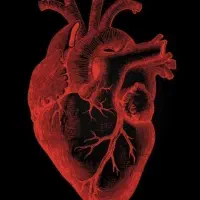 بلوکارت رایگان