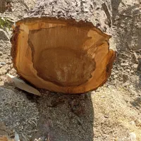 خریدارانواع چوب باغی