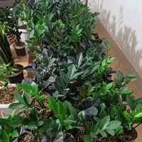 فروش گل طبیعی