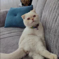 واگذاری گربه اسکاتیش دبل فولد پسر