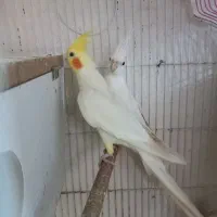 عروس هلندی مولد