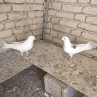 کبوتر سفید دوکت پر کشیده