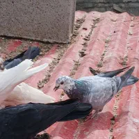 کبوتر|پرنده|جیرفت, |دیوار