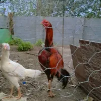 لاری|حیوانات مزرعه|گوراب زرمیخ, |دیوار