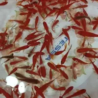 ماهی قرمز حراج عمده|ماهی|قم, علی آباد سعدگان|دیوار