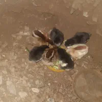 تعدادی جوجه مرندی و محلی