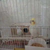 عروس هلندی لتینو|پرنده|مشهد, كنويست|دیوار
