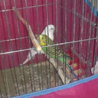 فروش دو عدد مرغ عشق