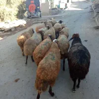 گوسفند جوان بره دار