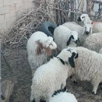 بره|حیوانات مزرعه|خاش, |دیوار