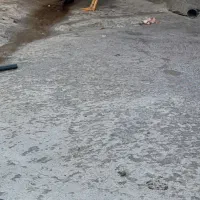 سالم خروس|حیوانات مزرعه|سیلاخور, |دیوار