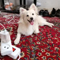 سگ پامرروباهی|سگ|سیرجان, |دیوار