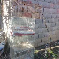 فقس60در40|لوازم جانبی حیوانات|گنبد کاووس, |دیوار