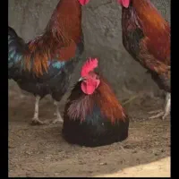 مرغ و خروس محلی برای خون ودفع بلا و قربانی|حیوانات مزرعه|بیرجند, |دیوار