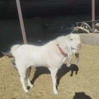 یک راس نری|حیوانات مزرعه|شهر بابک, |دیوار